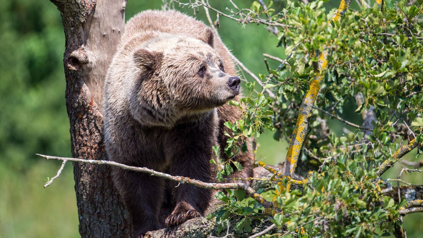 Braunbär im Wildpark Poing, Bayern: Nach dem Nachweis eines Braunbären im Landkreis Traunstein (Bayern) mit Hilfe einer Wildkamera hat sich der dortige Landrat ablehnend zu dem Tier geäußert