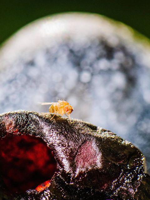 Eine eingeschleppte Kirschessigfliege an einer Acolon-Traube