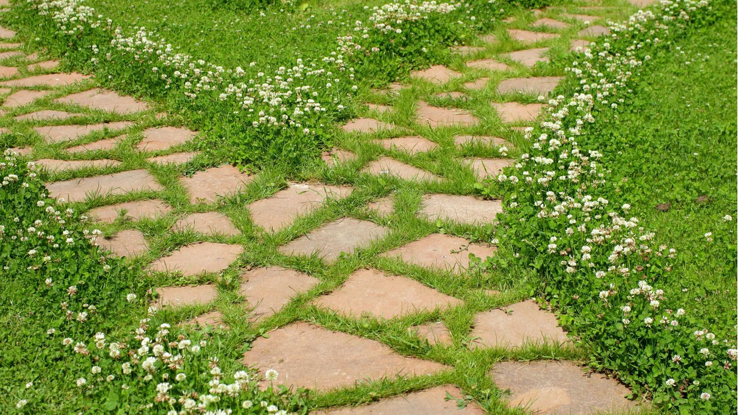 Bepflanzter Gehweg im Garten Bepflanzter Gehweg im Garten