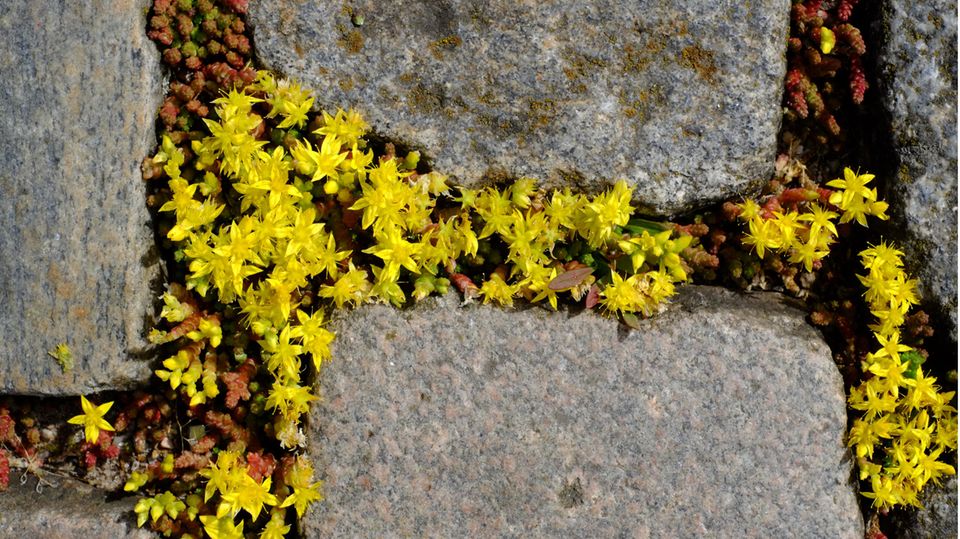 Pflasterfugen bepflanzen mit Mauerpfeffer Pflasterfugen bepflanzen mit Mauerpfeffer