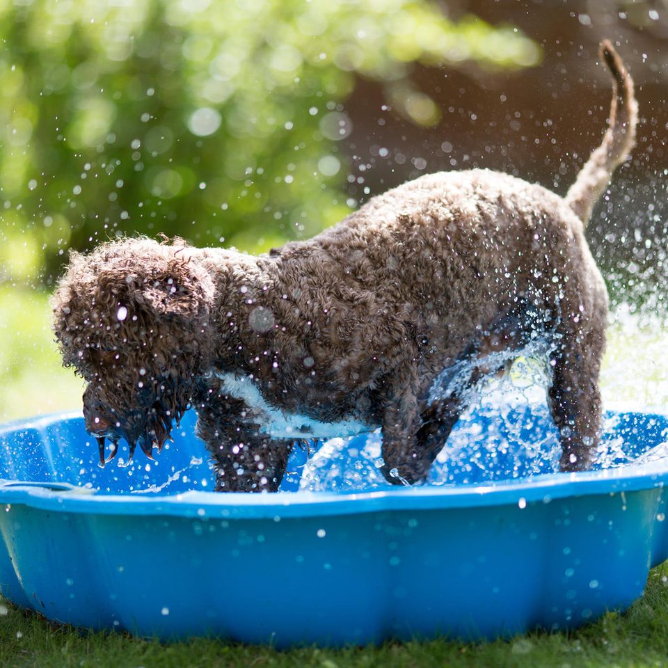 Hund planscht im Hundepool