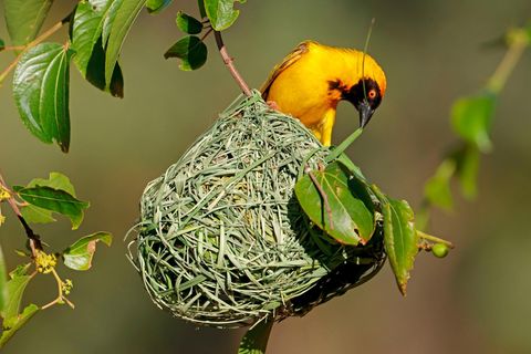 Viele Vögel verfügen über extrem leistungsfähige Gehirne, die sie etwa dazu befähigen, überaus kunstvolle Nester zu bauen – wie der Cabanisweber, der hauptsächlich in Afrika lebt. Weißschulter-Kapuzineraffen nutzen Äste, um Kokosnüsse zu knacken