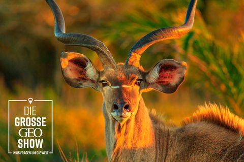 Abseits vom Krüger: Safari in Südafrika: Das sind die 5 schönsten Naturschutzgebiete