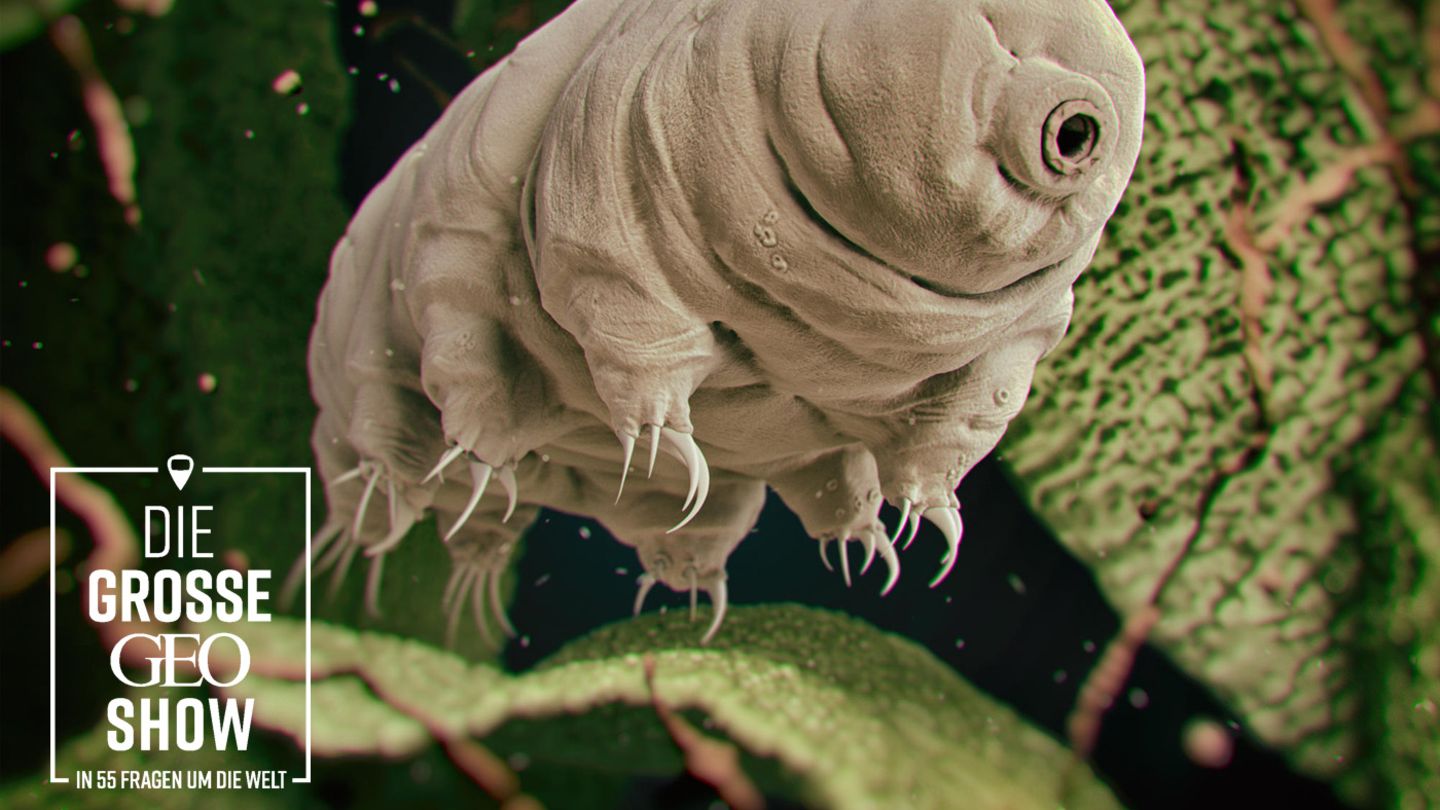 Skurrile Tierwelt: Diese zehn Tiere sind einfach unglaublich - [GEO]