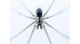 Gabi Swart - "Spider"