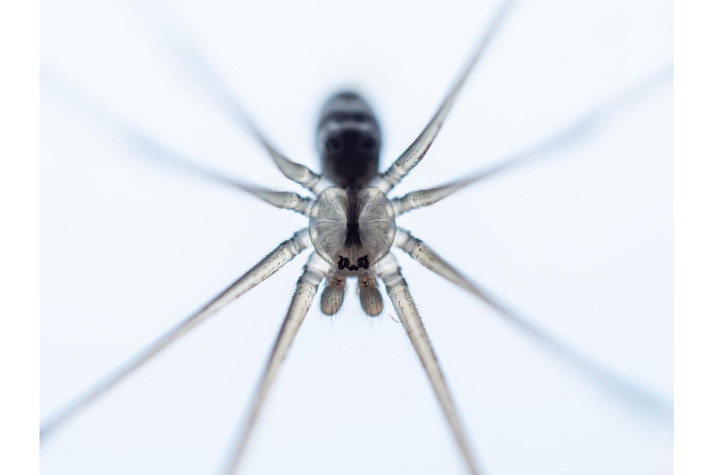 Gabi Swart - "Spider"