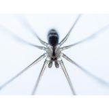 Gabi Swart - "Spider"