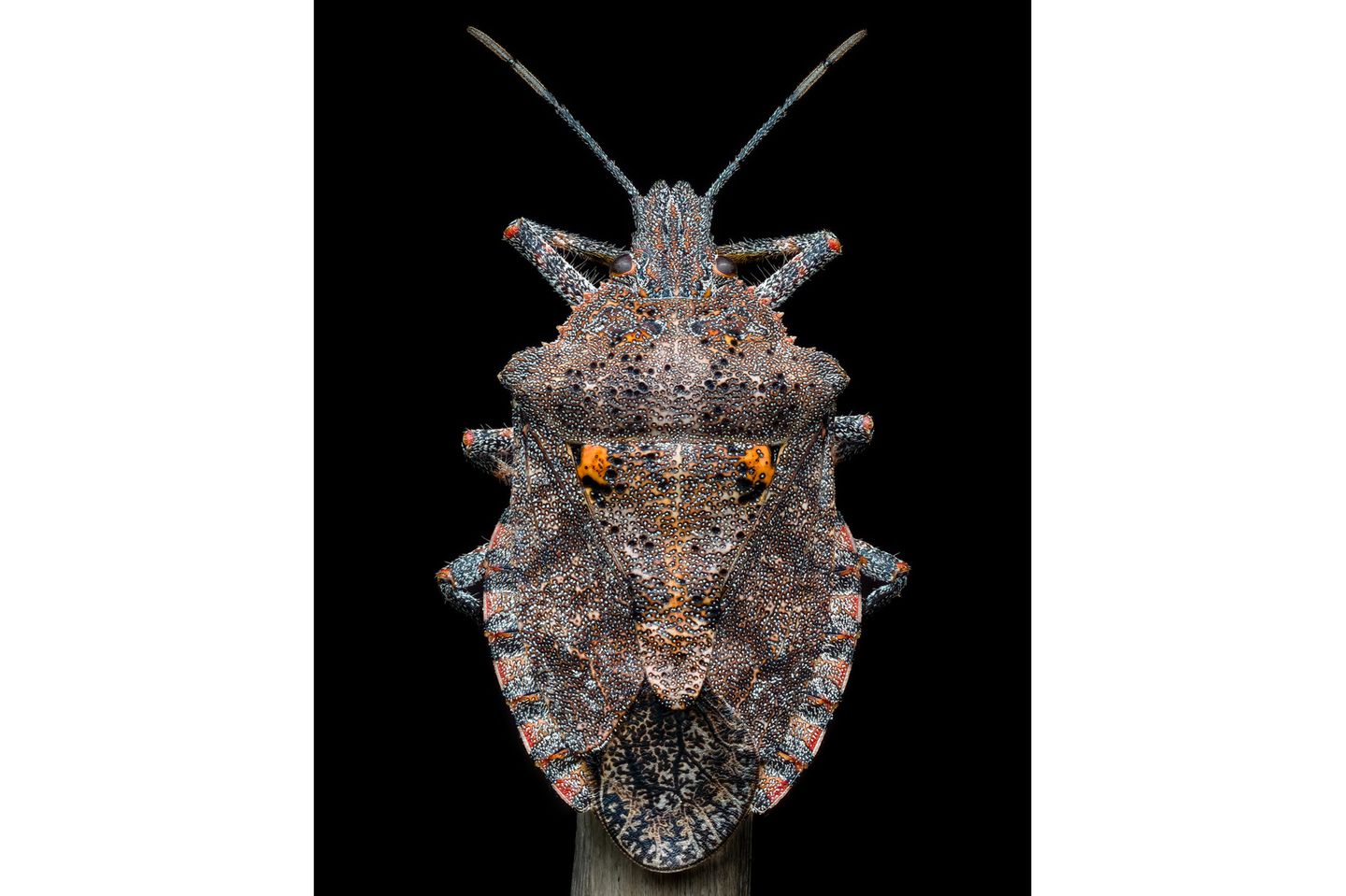Benjamin Salb - "Details of a Rough Stink Bug"