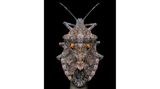 Benjamin Salb - "Details of a Rough Stink Bug"
