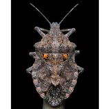 Benjamin Salb - "Details of a Rough Stink Bug"