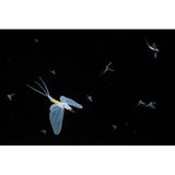 Diese weibliche Donau-Eintagsfliege fliegt mit ihren Eiern über die Donau in Ungarn hinweg. Sie legt ihre Eier in der Nähe ihres Geburtsortes im Flussbett ab, in dem sie den Großteil ihres Lebens verbringen. Ferenc Kocsis gewinnt mit diesem Foto den Wettbewerb Close-up Photographer of the Year Challenge: Minimal