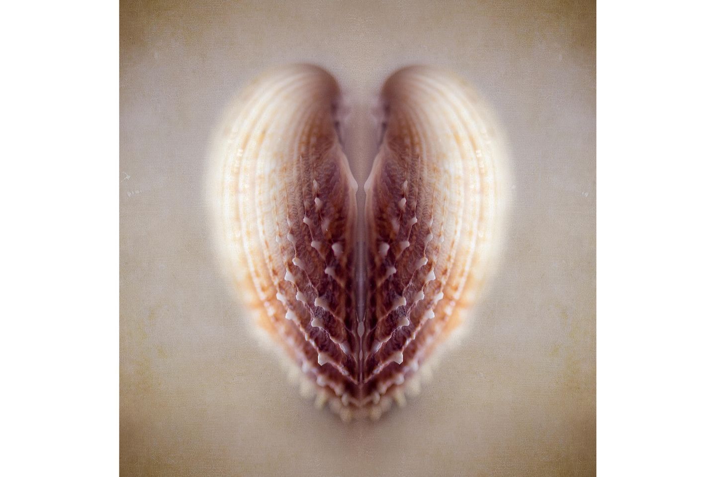 Kristina Zvinakeviciute - "Shell"