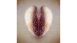 Kristina Zvinakeviciute - "Shell"