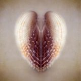 Kristina Zvinakeviciute - "Shell"