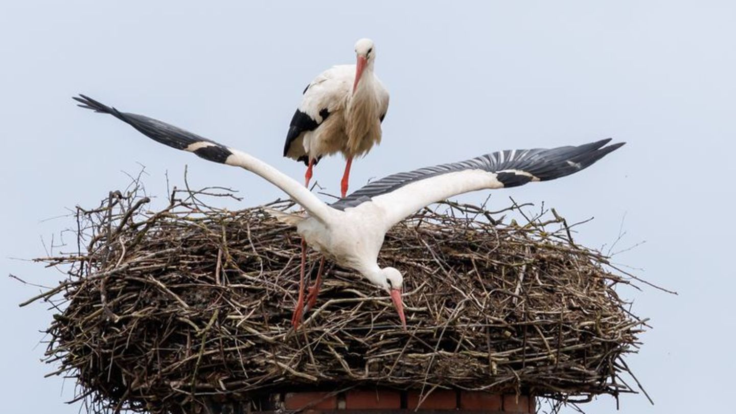 Ein Storch startet aus seinem Horst: "Wenn ein großer Populationsdruck da ist, können an günstigen Standorten Kolonien entstehen"