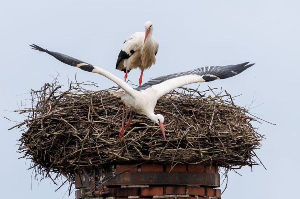Ein Storch startet aus seinem Horst: "Wenn ein großer Populationsdruck da ist, können an günstigen Standorten Kolonien entstehen"