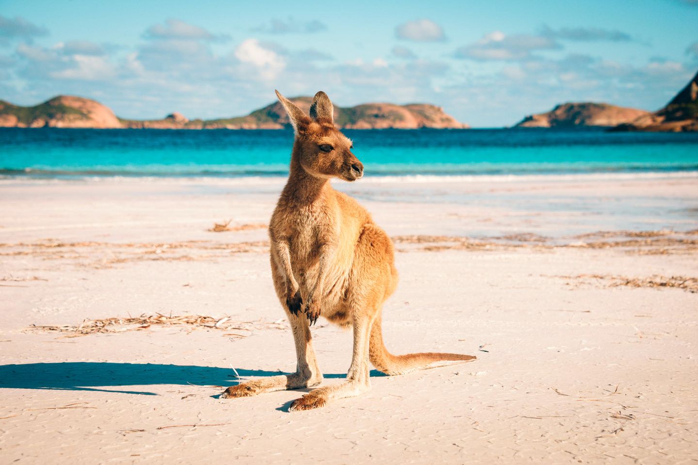 Kängurus am Traumstrand: Lucky Bay Känguru am Strand Lucky Bay