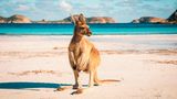 Känguru am Strand Lucky Bay