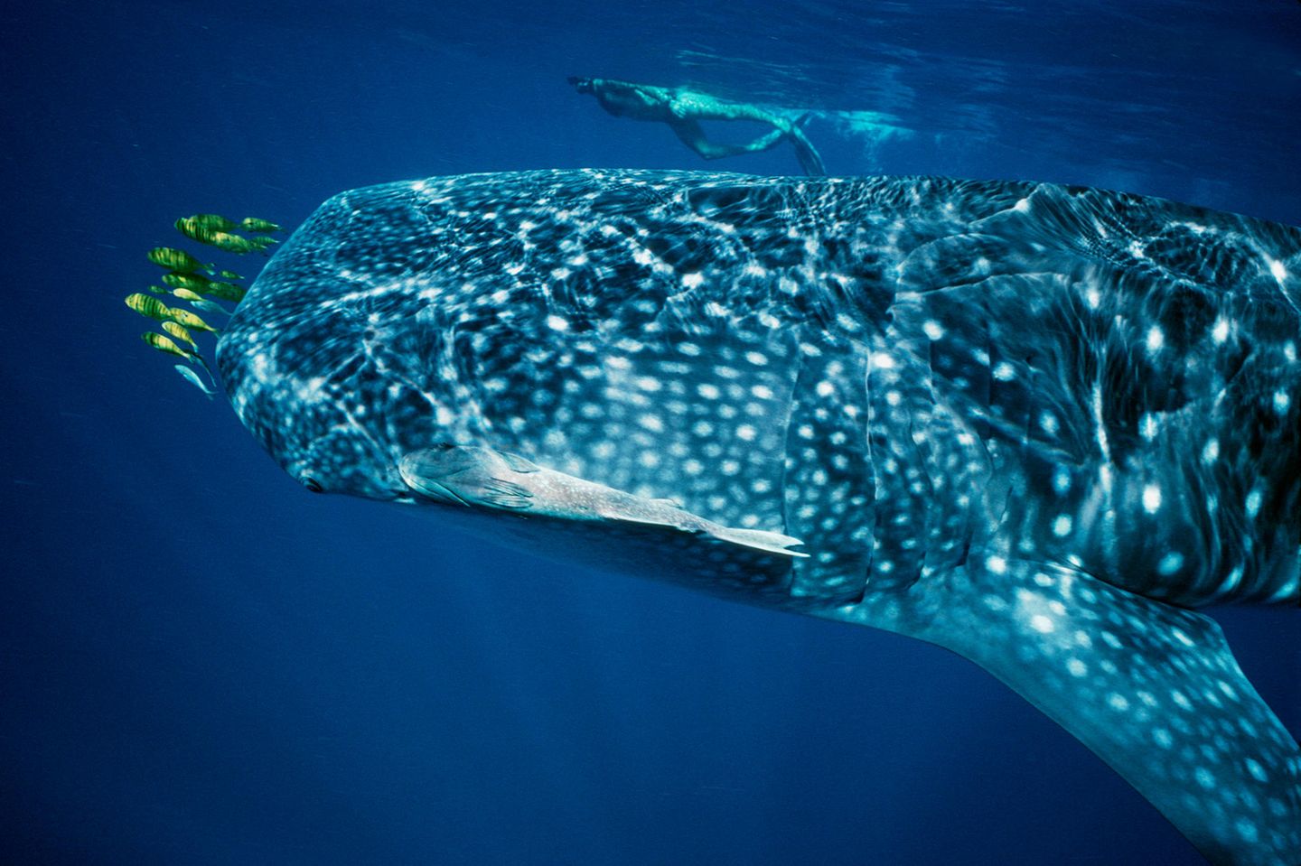 Abenteuer pur: Schnorcheln mit einem Walhai am Ningaloo Reef Walhai und Schnorchler beim Ningaloo Reef, Western Australia
