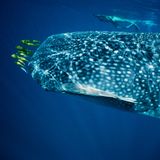 Walhai und Schnorchler beim Ningaloo Reef, Western Australia