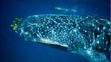 Walhai und Schnorchler beim Ningaloo Reef, Western Australia