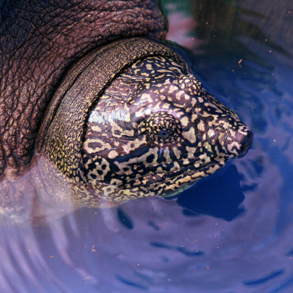 Für Furore sorgte 2020 die Entdeckung jenes Riesenweichschildkröten-Weibchens, das nun tot aufgefunden wurde