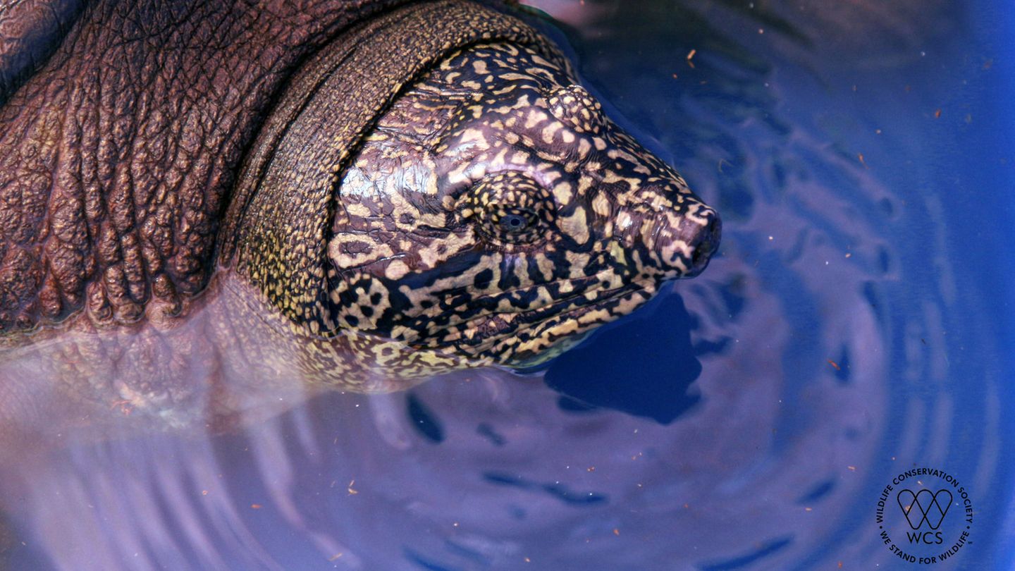 Für Furore sorgte 2020 die Entdeckung jenes Riesenweichschildkröten-Weibchens, das nun tot aufgefunden wurde