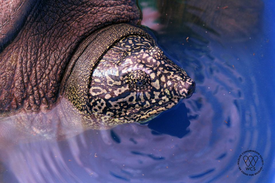 Für Furore sorgte 2020 die Entdeckung jenes Riesenweichschildkröten-Weibchens, das nun tot aufgefunden wurde