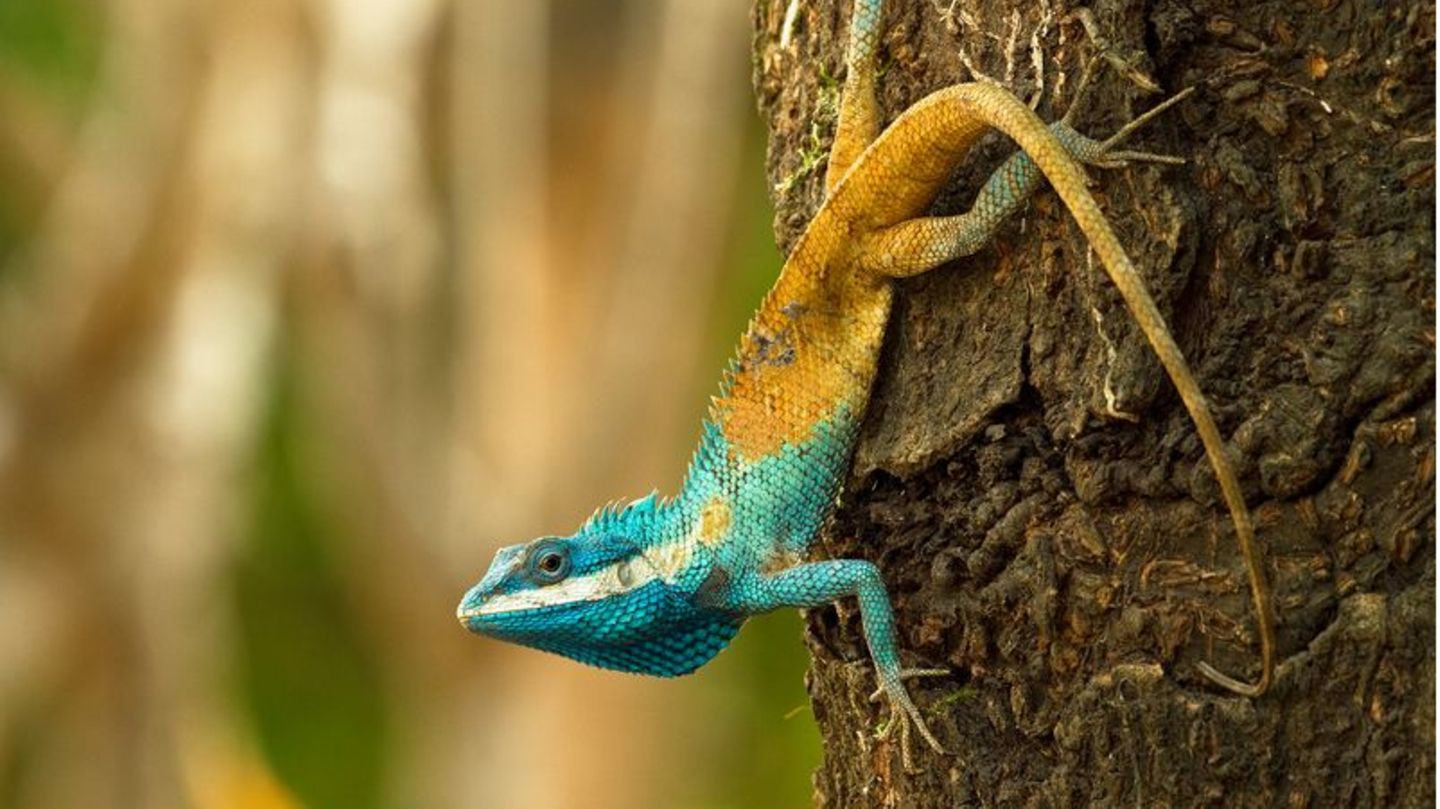 Diese Blaukopf-Schönechse (Calotes goetzi) aus Kambodscha posiert für ein Foto. Foto: Henrik Bringsoe/WWF