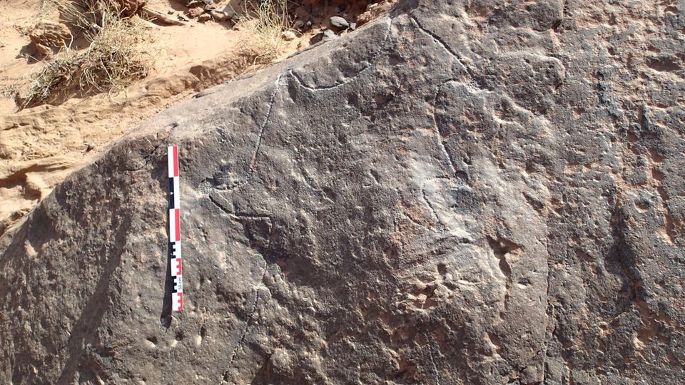 Eingemeißelter Bauplan des Wüstendrachens von Jebel az-Zilliyat Eingemeißelter Bauplan des Wüstendrachens von Jebel az-Zilliyat