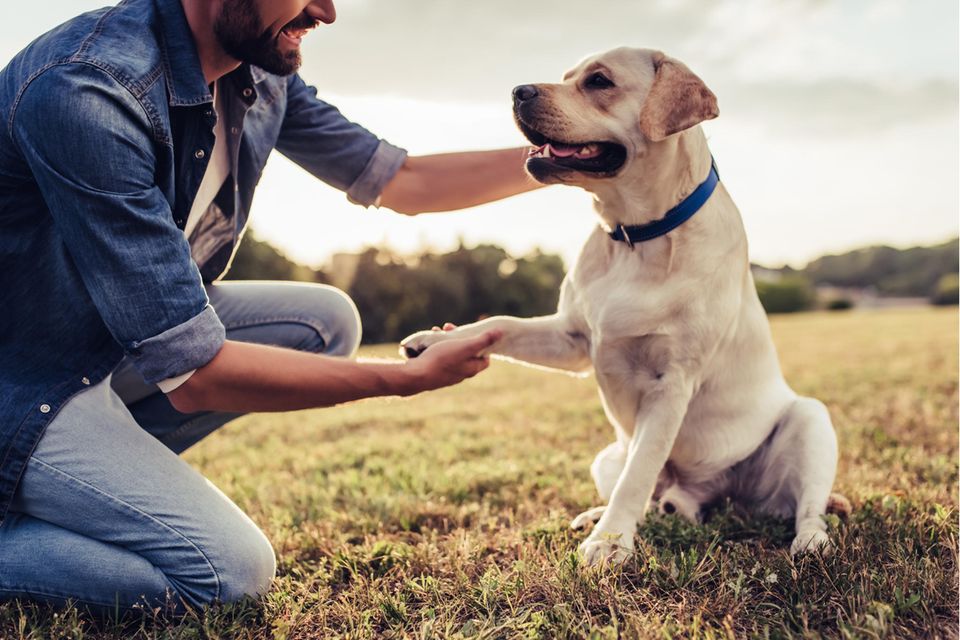 Sicher im Dunkeln : Leuchthalsband für Hunde: Warum es vier bessere Alternativen gibt