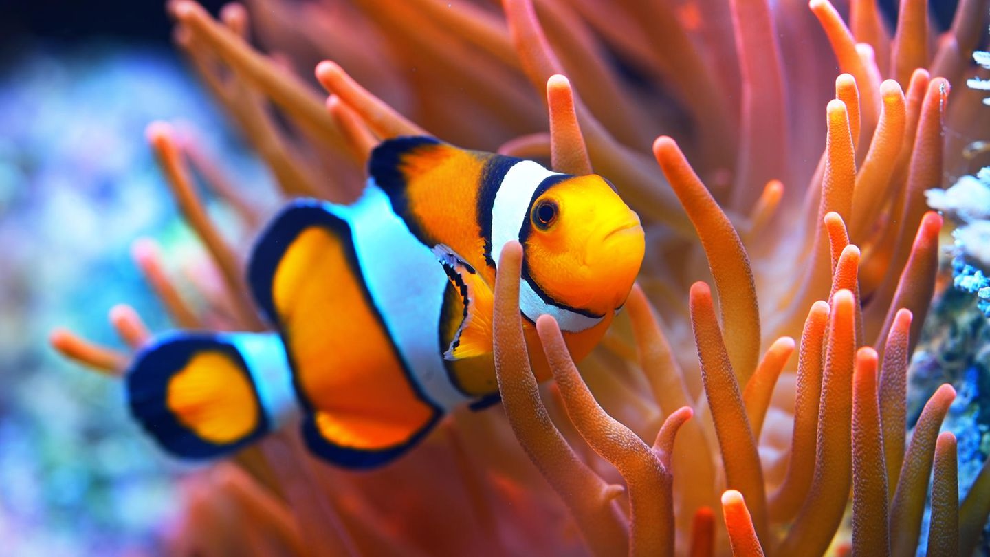Clownfisch
