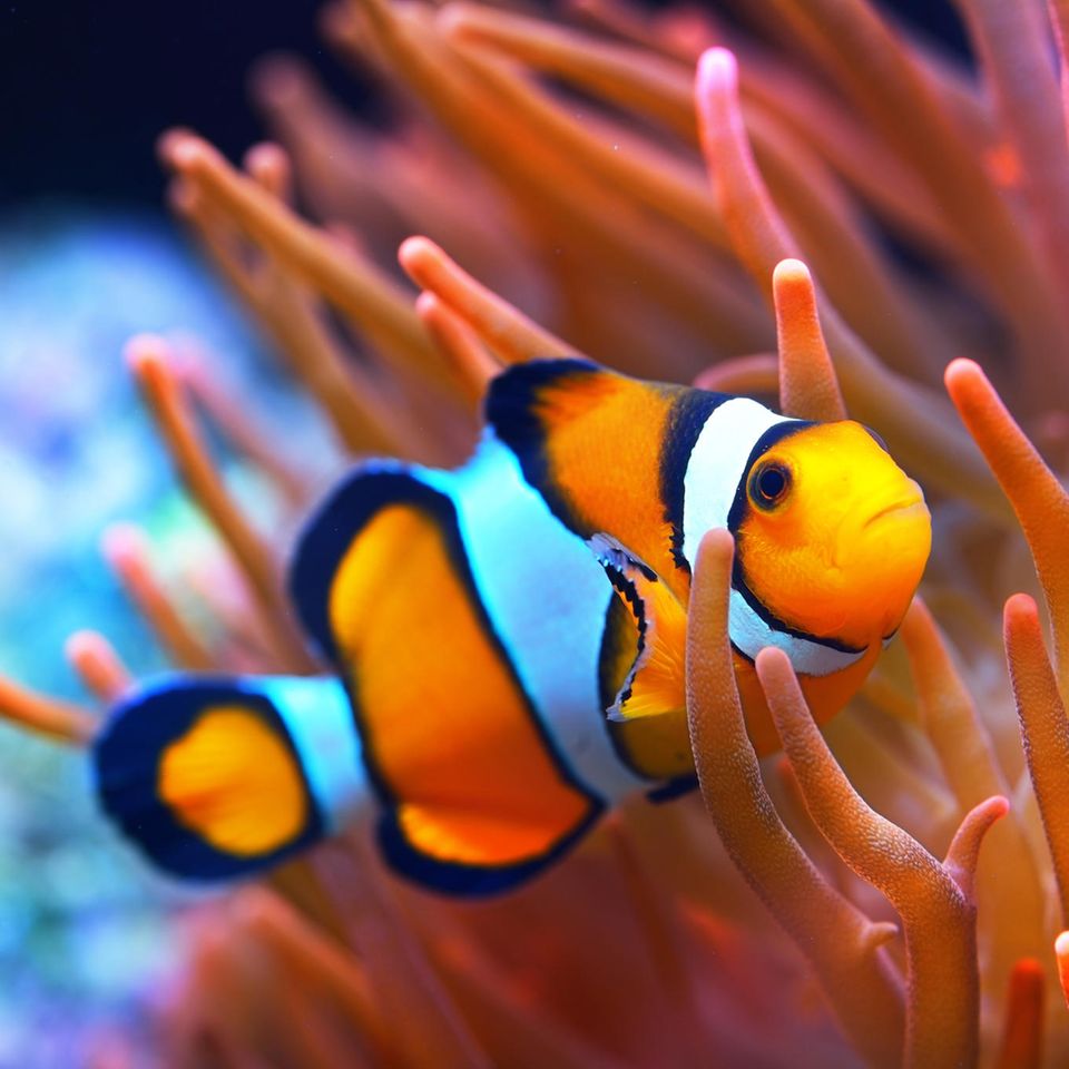 Clownfisch