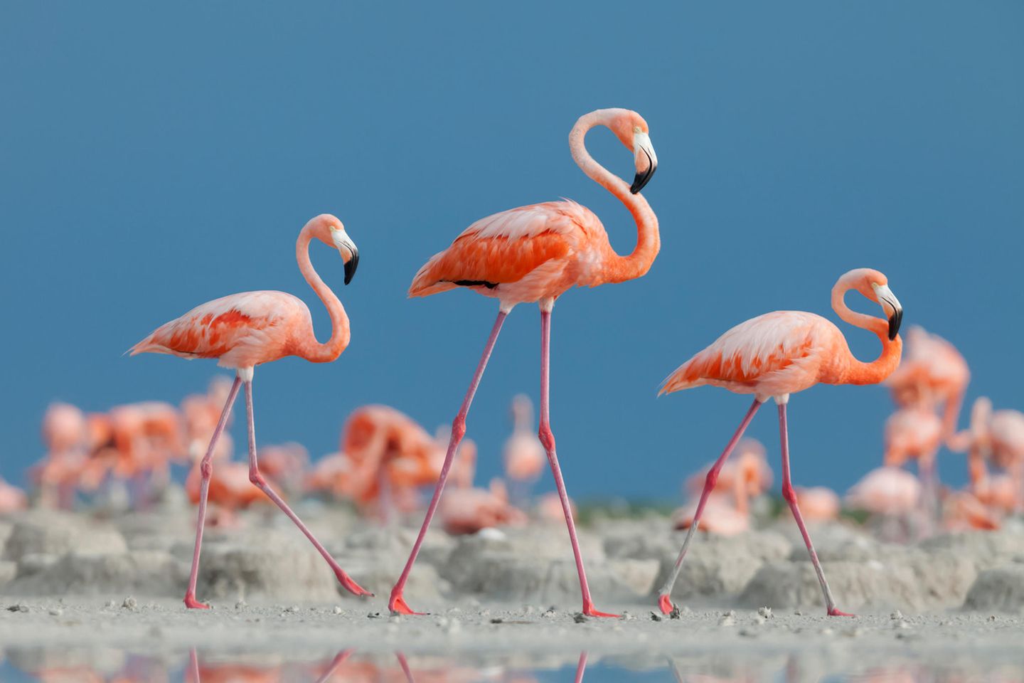 Auf der Halbinsel Yucatán lassen sich jedes Jahr zehntausende Flamingos zum nisten und brüten nieder
