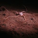 Pazifik: Die Clarion-Clipperton-Zone ist eines der letzten Gebiete des globalen Ozeans mit unberührter Wildnis. "Wir müssen wissen, was in diesen Regionen lebt, bevor wir verstehen können, wie wir solche Ökosysteme schützen können", sagt Co-Autor Adrian Glover.