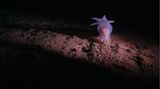 Pazifik: Die Mineralien dürfen zwar nicht außerhalb nationaler Hoheitsgebiete abgebaut werden. Unternehmen ist es aber erlaubt, solche Gebiete auf Bodenschätze zu erkunden. Für ein Sechstel des Meeresbodens der Clarion-Clipperton-Zone hat die Internationale Meeresbodenbehörde (ISA) sogenannte Erkundungslizenzen erteilt. Anträge auf kommerziellen Tiefseebergbau prüft die ISA in diesem Jahr.