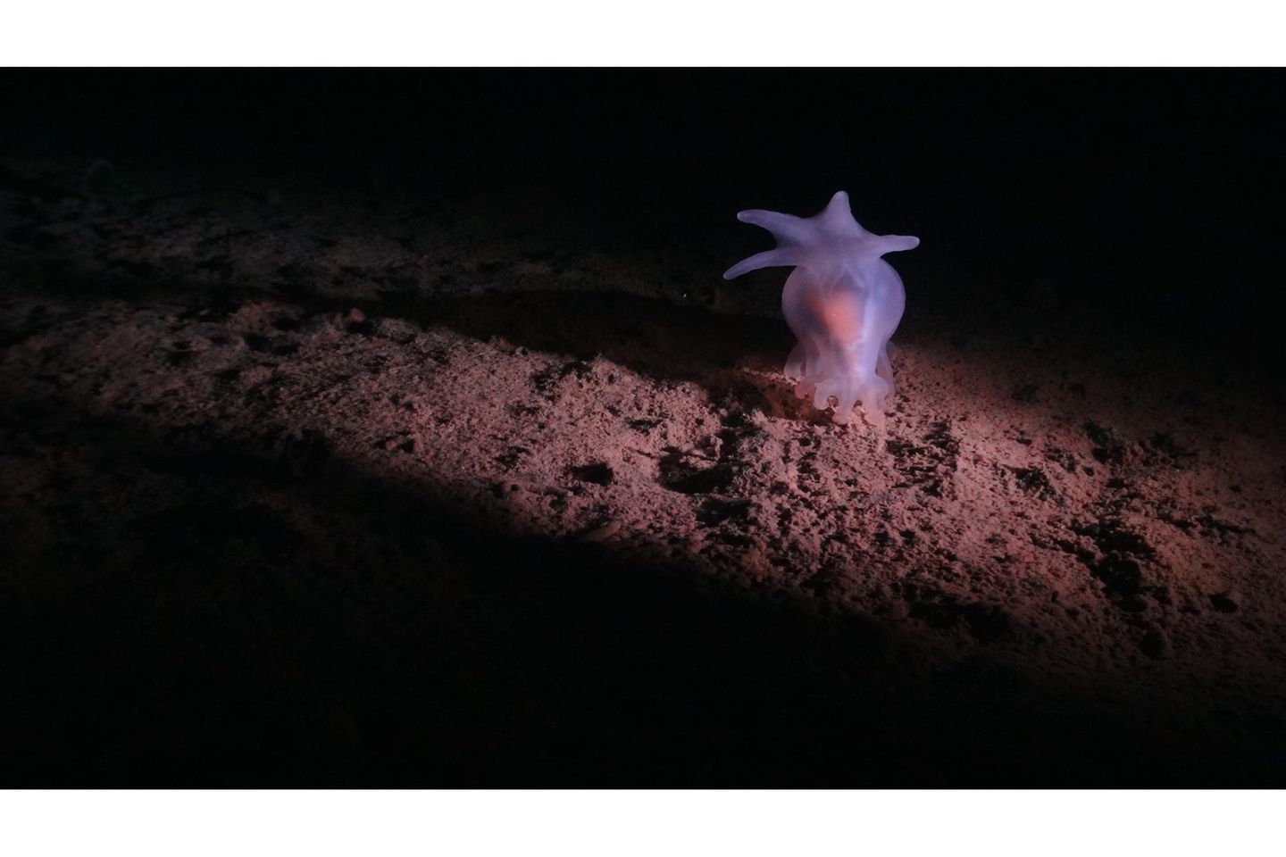 Pazifik: Die Mineralien dürfen zwar nicht außerhalb nationaler Hoheitsgebiete abgebaut werden. Unternehmen ist es aber erlaubt, solche Gebiete auf Bodenschätze zu erkunden. Für ein Sechstel des Meeresbodens der Clarion-Clipperton-Zone hat die Internationale Meeresbodenbehörde (ISA) sogenannte Erkundungslizenzen erteilt. Anträge auf kommerziellen Tiefseebergbau prüft die ISA in diesem Jahr. Pazifik: Die Mineralien dürfen zwar nicht außerhalb nationaler Hoheitsgebiete abgebaut werden. Unternehmen ist es aber erlaubt, solche Gebiete auf Bodenschätze zu erkunden. Für ein Sechstel des Meeresbodens der Clarion-Clipperton-Zone hat die Internationale Meeresbodenbehörde (ISA) sogenannte Erkundungslizenzen erteilt. Anträge auf kommerziellen Tiefseebergbau prüft die ISA in diesem Jahr.