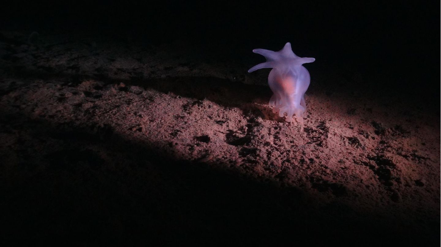 Pazifik: Die Mineralien dürfen zwar nicht außerhalb nationaler Hoheitsgebiete abgebaut werden. Unternehmen ist es aber erlaubt, solche Gebiete auf Bodenschätze zu erkunden. Für ein Sechstel des Meeresbodens der Clarion-Clipperton-Zone hat die Internationale Meeresbodenbehörde (ISA) sogenannte Erkundungslizenzen erteilt. Anträge auf kommerziellen Tiefseebergbau prüft die ISA in diesem Jahr. Pazifik: Die Mineralien dürfen zwar nicht außerhalb nationaler Hoheitsgebiete abgebaut werden. Unternehmen ist es aber erlaubt, solche Gebiete auf Bodenschätze zu erkunden. Für ein Sechstel des Meeresbodens der Clarion-Clipperton-Zone hat die Internationale Meeresbodenbehörde (ISA) sogenannte Erkundungslizenzen erteilt. Anträge auf kommerziellen Tiefseebergbau prüft die ISA in diesem Jahr.