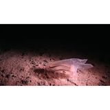 Pazifik: Obwohl die neue Analyse das Wissen über die Fauna in diesem Meeresgebiet erweitert, weisen Rabone und ihr Team darauf hin, dass es noch viele unerforschte Bereiche gibt. Die Zone ist reich an Knollen und Felsen, was sie von anderen Tiefseegebieten unterscheidet. Dort könnte sie besonders vielen verschiedenen Meerestieren Lebensraum bieten. Da es aber gerade für diese Felsbereiche kaum Daten gebe, werde die Vielfalt in der Region insgesamt noch unterschätzt.