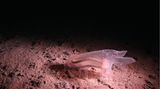 Pazifik: Obwohl die neue Analyse das Wissen über die Fauna in diesem Meeresgebiet erweitert, weisen Rabone und ihr Team darauf hin, dass es noch viele unerforschte Bereiche gibt. Die Zone ist reich an Knollen und Felsen, was sie von anderen Tiefseegebieten unterscheidet. Dort könnte sie besonders vielen verschiedenen Meerestieren Lebensraum bieten. Da es aber gerade für diese Felsbereiche kaum Daten gebe, werde die Vielfalt in der Region insgesamt noch unterschätzt.