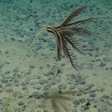 Pazifik: Aus solchen Datensätzen hat das Forschungsteam um Rabone eine erste Bestandsaufnahme zur Vielfalt der Meeresbodenfauna in der Clarion-Clipperton-Zone erstellt. Diese Checkliste umfasst insgesamt 27 Stämme, 49 Klassen, 163 Ordnungen, 501 Familien und 1119 Gattungen. Bis auf Ebene der einzelnen Art wurden bislang nur 438 der Tiefseebewohner beschrieben. Viele von ihnen dürften ausschließlich in dieser Region leben.