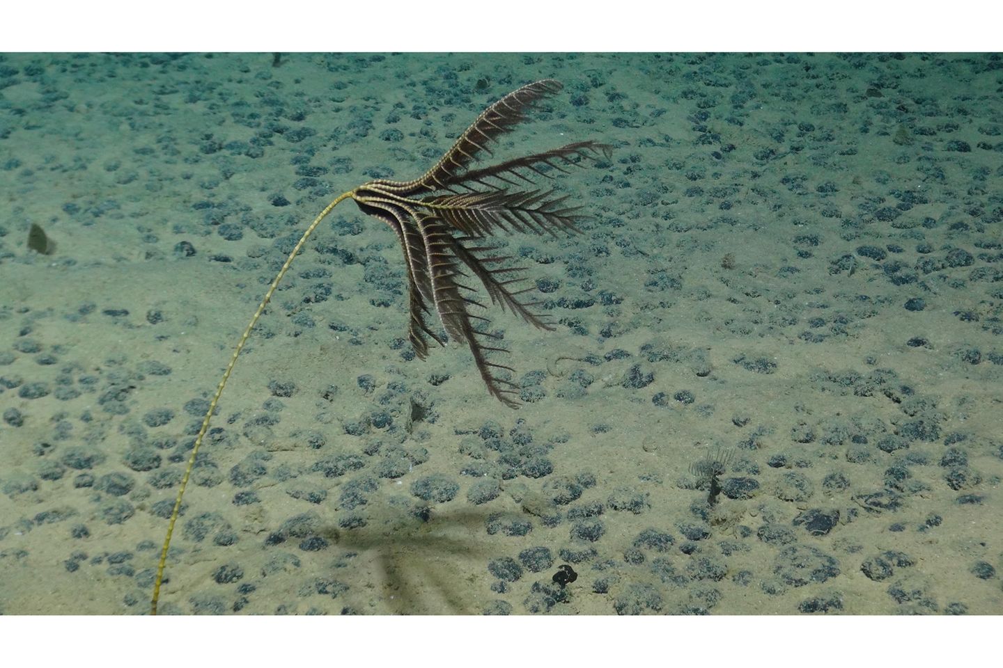 Pazifik: Aus solchen Datensätzen hat das Forschungsteam um Rabone eine erste Bestandsaufnahme zur Vielfalt der Meeresbodenfauna in der Clarion-Clipperton-Zone erstellt. Diese Checkliste umfasst insgesamt 27 Stämme, 49 Klassen, 163 Ordnungen, 501 Familien und 1119 Gattungen. Bis auf Ebene der einzelnen Art wurden bislang nur 438 der Tiefseebewohner beschrieben. Viele von ihnen dürften ausschließlich in dieser Region leben. Pazifik: Aus solchen Datensätzen hat das Forschungsteam um Rabone eine erste Bestandsaufnahme zur Vielfalt der Meeresbodenfauna in der Clarion-Clipperton-Zone erstellt. Diese Checkliste umfasst insgesamt 27 Stämme, 49 Klassen, 163 Ordnungen, 501 Familien und 1119 Gattungen. Bis auf Ebene der einzelnen Art wurden bislang nur 438 der Tiefseebewohner beschrieben. Viele von ihnen dürften ausschließlich in dieser Region leben.