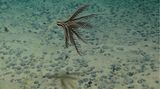 Pazifik: Aus solchen Datensätzen hat das Forschungsteam um Rabone eine erste Bestandsaufnahme zur Vielfalt der Meeresbodenfauna in der Clarion-Clipperton-Zone erstellt. Diese Checkliste umfasst insgesamt 27 Stämme, 49 Klassen, 163 Ordnungen, 501 Familien und 1119 Gattungen. Bis auf Ebene der einzelnen Art wurden bislang nur 438 der Tiefseebewohner beschrieben. Viele von ihnen dürften ausschließlich in dieser Region leben.