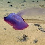 Pazifik: Auf sechs Millionen Quadratkilometern – das entspricht grob der doppelten Fläche Indiens – beherbergt die Clarion-Clipperton-Zone nicht nur eine überraschend große Artenvielfalt. Der Meeresboden in etwa 4000 bis 6000 Metern Tiefe ist reich an Bodenschätzen wie Mangan, Kobalt und Nickel. Solche Rohstoffe, mit denen etwa Batterien für Elektroautos hergestellt werden, sind derzeit sehr gefragt.