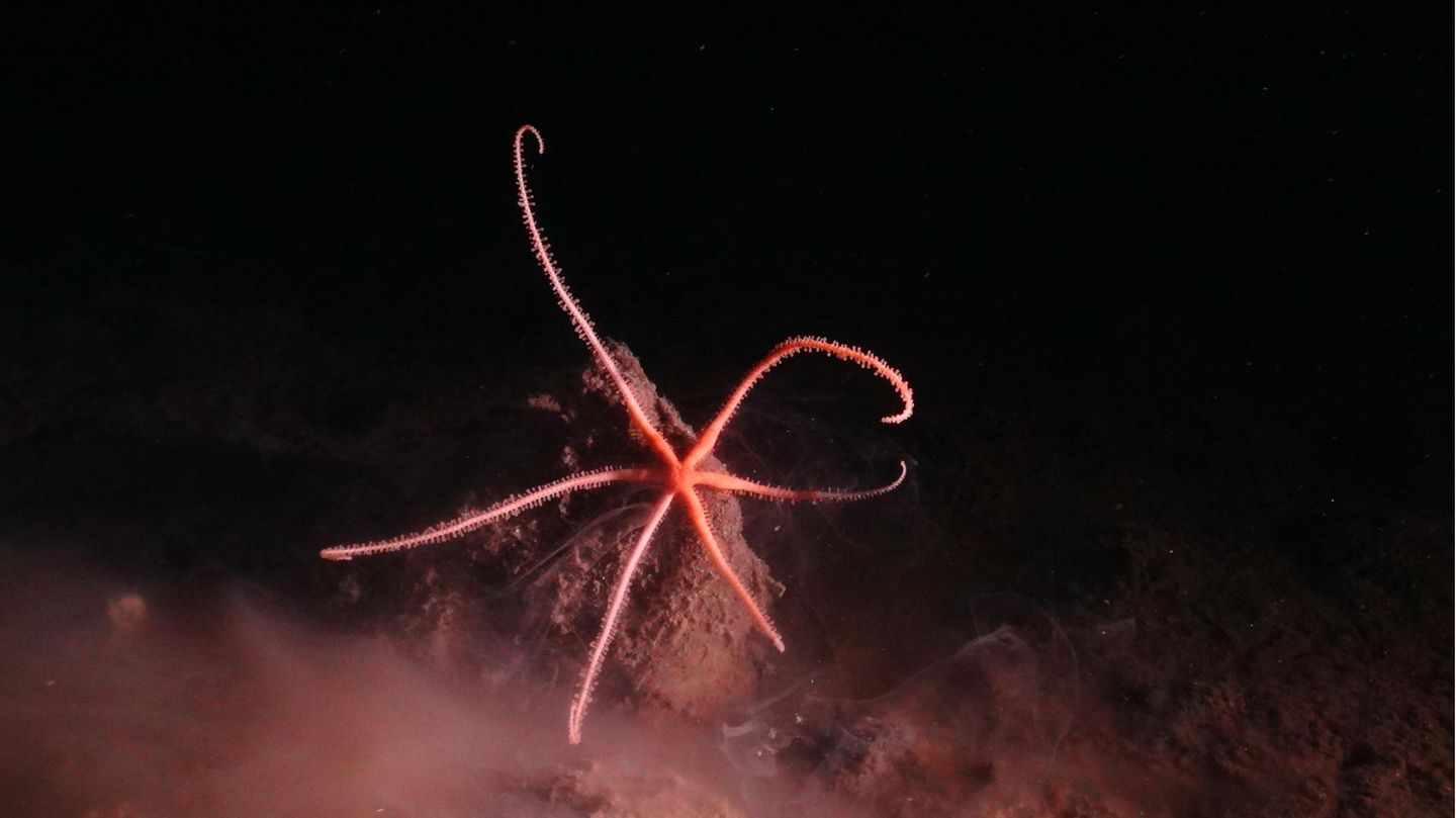Pazifik: Im größten potenziellen Bergbaugebiet der Welt, mitten im Pazifischen Ozean, leben schätzungsweise 5580 Tierarten. Mehr als 90 Prozent dieser Arten seien der Wissenschaft neu und bislang unbeschrieben, berichtet ein Forschungsteam im Fachmagazin "Current Biology". Die Gruppe hatte in einer Bestandsaufnahme der sogenannten Clarion-Clipperton-Zone im östlichen Pazifik mehr als 100 000 Aufzeichnungen aus sieben Datenquellen über dortige Lebewesen ausgewertet. Pazifik: Im größten potenziellen Bergbaugebiet der Welt, mitten im Pazifischen Ozean, leben schätzungsweise 5580 Tierarten. Mehr als 90 Prozent dieser Arten seien der Wissenschaft neu und bislang unbeschrieben, berichtet ein Forschungsteam im Fachmagazin "Current Biology". Die Gruppe hatte in einer Bestandsaufnahme der sogenannten Clarion-Clipperton-Zone im östlichen Pazifik mehr als 100 000 Aufzeichnungen aus sieben Datenquellen über dortige Lebewesen ausgewertet.
