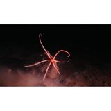 Pazifik: Im größten potenziellen Bergbaugebiet der Welt, mitten im Pazifischen Ozean, leben schätzungsweise 5580 Tierarten. Mehr als 90 Prozent dieser Arten seien der Wissenschaft neu und bislang unbeschrieben, berichtet ein Forschungsteam im Fachmagazin "Current Biology". Die Gruppe hatte in einer Bestandsaufnahme der sogenannten Clarion-Clipperton-Zone im östlichen Pazifik mehr als 100 000 Aufzeichnungen aus sieben Datenquellen über dortige Lebewesen ausgewertet.