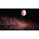 Pazifik: Die meisten der in diesem zwischen Hawaii und Mexiko gelegenen Tiefseegebiet erfassten Arten sind demnach Gliederfüßer wie Garnelen oder Krebse. Aber auch Würmer, Stachelhäuter wie Seeigel und Schwämme sind vertreten. "Es gibt dort unten bemerkenswerte Arten", sagt Erstautorin Muriel Rabone, Tiefseeökologin am Natural History Museum in London. "Manche Schwämme sehen aus wie klassische Badeschwämme, andere wie Vasen. Sie sind einfach wunderschön."