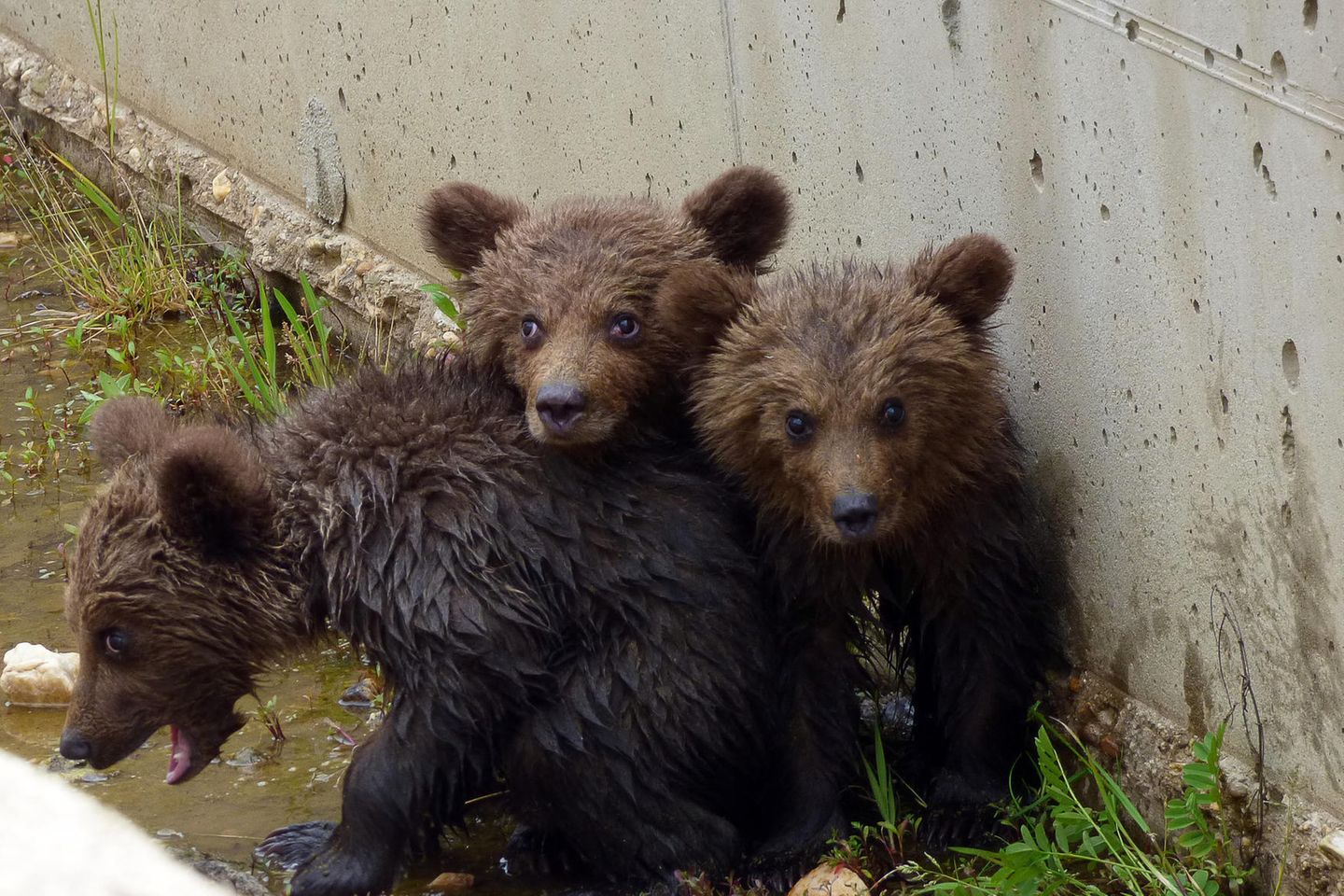 Im äußersten Nordwesten Griechenlands wurden drei kleine Bären mit einer dramatischen Rettungsaktion aus einem Bewässerungskanal von Tierschützern herausgeholt.