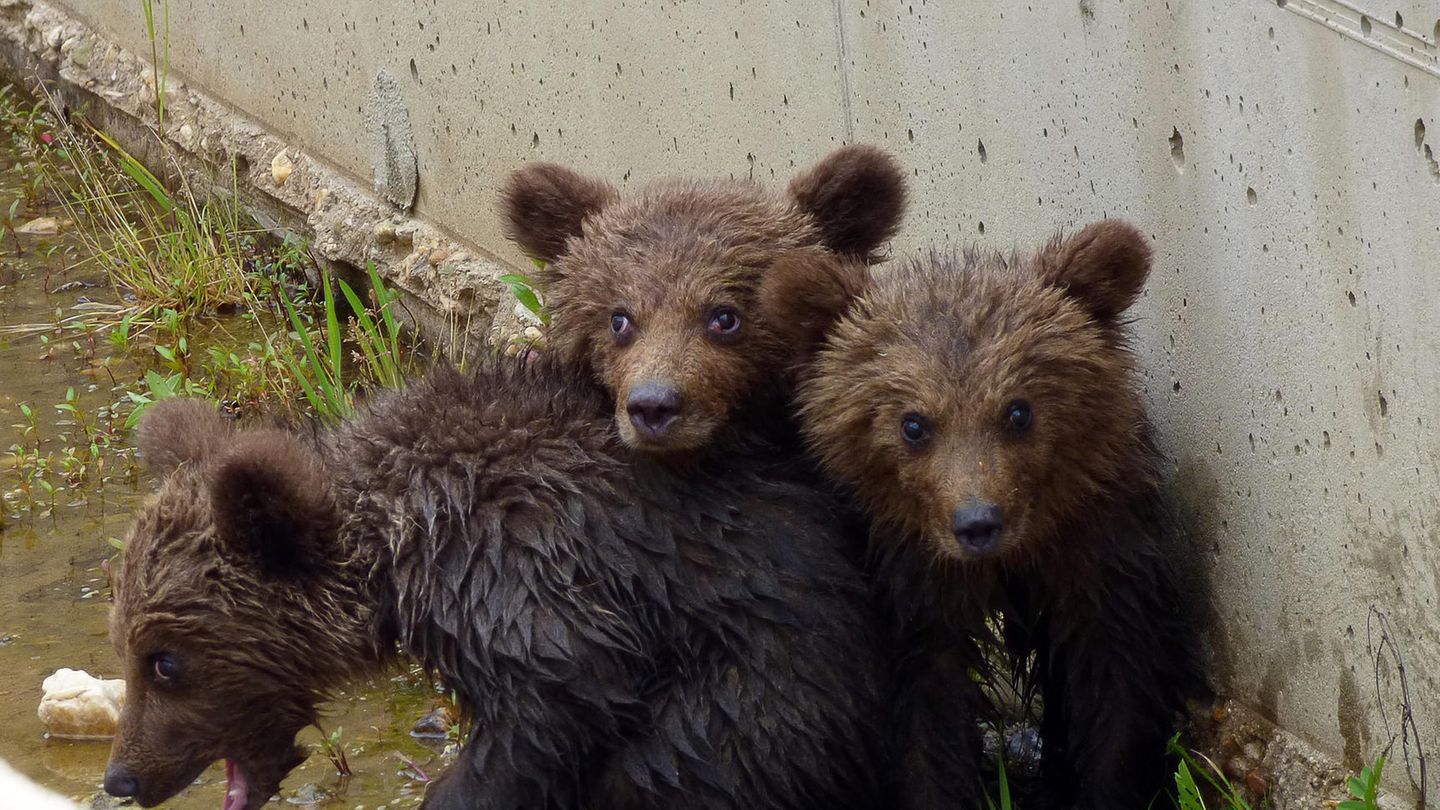 Im äußersten Nordwesten Griechenlands wurden drei kleine Bären mit einer dramatischen Rettungsaktion aus einem Bewässerungskanal von Tierschützern herausgeholt.