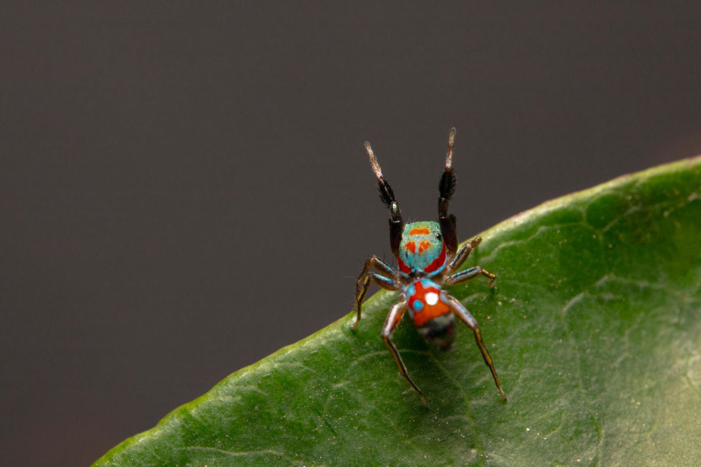 Die Springspinne S. collingwoodi stellt kleinen Insekten nach und imitiert Ameisen – um nicht selbst gefressen zu werden